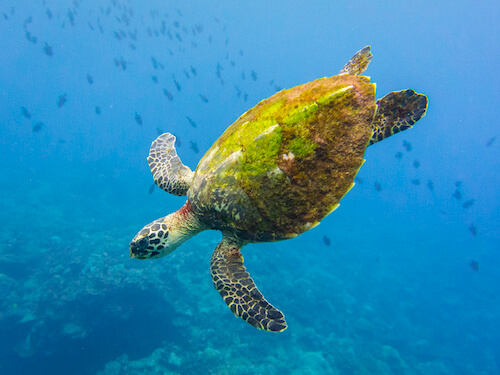 christmas island swell lodge photo tour example 11